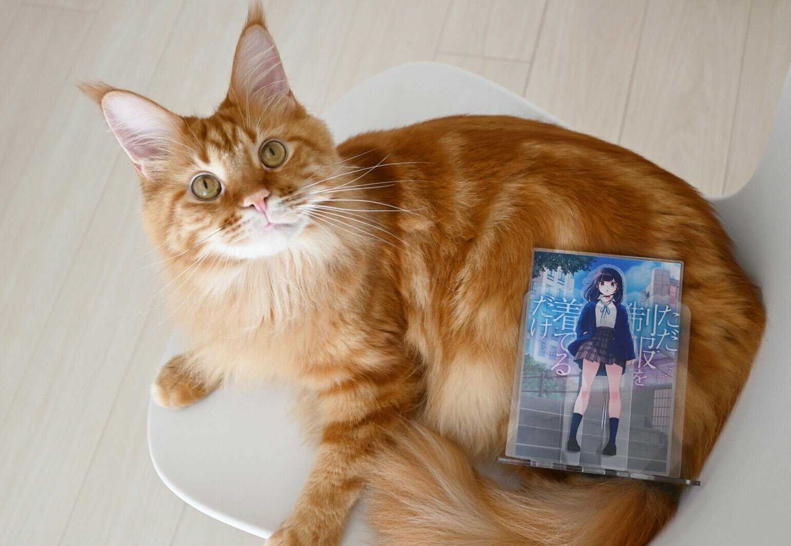 40原老师《将喵星人萝莉化》猫娘就是牠的化身!
